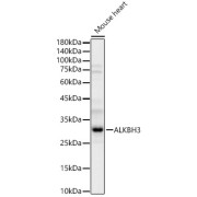 Western blot analysis of lysates from Mouse heart, using ALKBH3 Antibody at 1/4000 dilution. Secondary antibody: HRP-conjugated Goat anti-Rabbit IgG (H+L) at 1/10000 dilution. Lysates/proteins: 25 µg per lane. Blocking buffer: 3% nonfat dry milk in TBST. Exposure time: 60s.