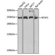 Western blot analysis of various lysates using BTAF1 Antibody at 1/1000 dilution. Secondary antibody: HRP-conjugated Goat anti-Rabbit IgG (H+L) at 1/10000 dilution. Lysates/proteins: 25 µg per lane. Blocking buffer: 3% nonfat dry milk in TBST.