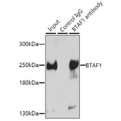 B-TFIID TATA-Box Binding Protein Associated Factor 1 (BTAF1) Antibody