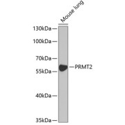 Western blot analysis of lysates from mouse lung, using [KO Validated] PRMT2 Antibody at 1/1000 dilution. Secondary antibody: HRP-conjugated Goat anti-Rabbit IgG (H+L) at 1/10000 dilution. Lysates/proteins: 25 µg per lane. Blocking buffer: 3% nonfat dry milk in TBST. Exposure time: 90s.