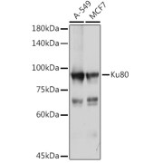 Western blot analysis of various lysates using Ku80 Antibody at 1/1000 dilution. Secondary antibody: HRP-conjugated Goat anti-Rabbit IgG (H+L) at 1/10000 dilution. Lysates/proteins: 25 µg per lane. Blocking buffer: 3% nonfat dry milk in TBST. Exposure time: 15s.