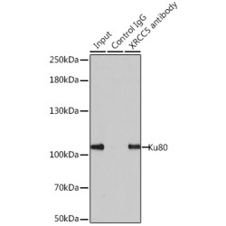 X-Ray Repair Cross Complementing 5 (XRCC5) Antibody