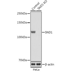 Staphylococcal Nuclease Domain-Containing Protein 1 (SND1) Antibody