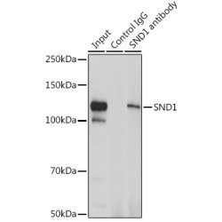 Staphylococcal Nuclease Domain-Containing Protein 1 (SND1) Antibody