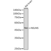 Western blot analysis of lysates from Rat brain, using NSUN5 Antibody at 1/1000 dilution. Secondary antibody: HRP-conjugated Goat anti-Rabbit IgG (H+L) at 1/10000 dilution. Lysates/proteins: 25 µg per lane. Blocking buffer: 3% nonfat dry milk in TBST. Exposure time: 90s.