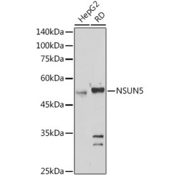 28S rRNA (Cytosine-C(5))-Methyltransferase (NSUN5) Antibody