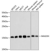 Western blot analysis of various lysates using MAGOH Antibody at 1/1000 dilution. Secondary antibody: HRP-conjugated Goat anti-Rabbit IgG (H+L) at 1/10000 dilution. Lysates/proteins: 25 µg per lane. Blocking buffer: 3% nonfat dry milk in TBST. Exposure time: 10s.