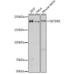 SET Domain Bifurcated 1 (SETDB1) Antibody