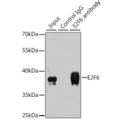 E2F Transcription Factor 6 (E2F6) Antibody