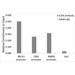 E2F Transcription Factor 6 (E2F6) Antibody