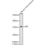 Western blot analysis of lysates from Mouse small intestine, using GIP Antibody at 1/500 dilution. Secondary antibody: HRP-conjugated Goat anti-Rabbit IgG (H+L) at 1/10000 dilution. Lysates/proteins: 25 µg per lane. Blocking buffer: 3% nonfat dry milk in TBST. Exposure time: 180s.