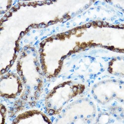 Ornithine Aminotransferase, Mitochondrial (OAT) Antibody