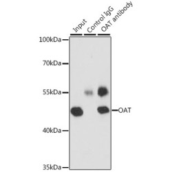 Ornithine Aminotransferase, Mitochondrial (OAT) Antibody