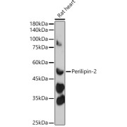 Western blot analysis of lysates from Rat heart, using Perilipin-2 Antibody at 1/500 dilution. Secondary antibody: HRP-conjugated Goat anti-Rabbit IgG (H+L) at 1/10000 dilution. Lysates/proteins: 25 µg per lane. Blocking buffer: 3% nonfat dry milk in TBST. Exposure time: 180s.