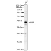 Western blot analysis of lysates from 293T cells, using OXA1L Antibody at 1/900 dilution. Secondary antibody: HRP-conjugated Goat anti-Rabbit IgG (H+L) at 1/10000 dilution. Lysates/proteins: 25 µg per lane. Blocking buffer: 3% nonfat dry milk in TBST. Exposure time: 10s.