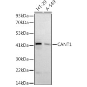 Western blot analysis of various lysates using at 1/1000 dilution. Secondary antibody: HRP-conjugated Goat anti-Rabbit IgG (H+L) at 1/10000 dilution. Lysates/proteins: 25 µg per lane. Blocking buffer: 3% nonfat dry milk in TBST. Exposure time: 180s.