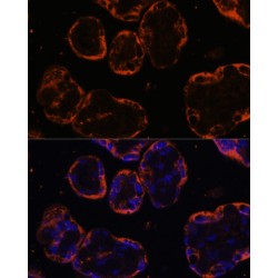 Pregnancy Specific Beta-1-Glycoprotein 1 (PSG1) Antibody