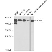 Western blot analysis of various lysates using BLZF1 Antibody at 1/1000 dilution. Secondary antibody: HRP-conjugated Goat anti-Rabbit IgG (H+L) at 1/10000 dilution. Lysates/proteins: 25 µg per lane. Blocking buffer: 3% nonfat dry milk in TBST. Exposure time: 90s.