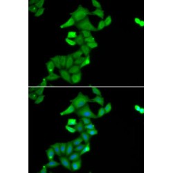 Golgin-45 (BLZF1) Antibody