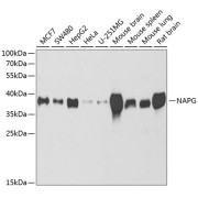 Western blot analysis of various lysates using NAPG Antibody at 1/1000 dilution. Secondary antibody: HRP-conjugated Goat anti-Rabbit IgG (H+L) at 1/10000 dilution. Lysates/proteins: 25 µg per lane. Blocking buffer: 3% nonfat dry milk in TBST. Detection: ECL Basic Kit (RM00020). Exposure time: 90s.