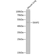 Western blot analysis of lysates from mouse lung, using SKAP2 Antibody at 1/1000 dilution. Secondary antibody: HRP-conjugated Goat anti-Rabbit IgG (H+L) at 1/10000 dilution. Lysates/proteins: 25 µg per lane. Blocking buffer: 3% nonfat dry milk in TBST. Exposure time: 30s.