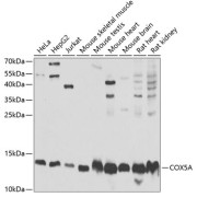 Western blot analysis of various lysates using COX5A Antibody at 1/1000 dilution. Secondary antibody: HRP-conjugated Goat anti-Rabbit IgG (H+L) at 1/10000 dilution. Lysates/proteins: 25 µg per lane. Blocking buffer: 3% nonfat dry milk in TBST. Exposure time: 30s.