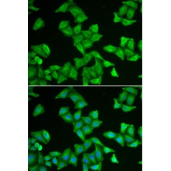 Cytochrome C Oxidase Subunit 5A (COX5A) Antibody