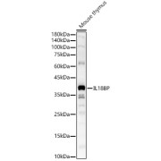 Western blot analysis of lysates from Mouse thymus, using IL18BP Antibody at 1/2000 dilution. Secondary antibody: HRP-conjugated Goat anti-Rabbit IgG (H+L) at 1/10000 dilution. Lysates/proteins: 25 µg per lane. Blocking buffer: 3% nonfat dry milk in TBST. Exposure time: 180s.