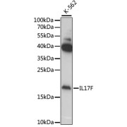 Western blot analysis of various lysates using IL17F Antibody at 1/1000 dilution. Secondary antibody: HRP-conjugated Goat anti-Rabbit IgG (H+L) at 1/10000 dilution. Lysates/proteins: 25 µg per lane. Blocking buffer: 3% nonfat dry milk in TBST. Exposure time: 60s.