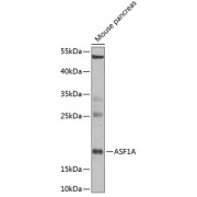 Western blot analysis of lysates from mouse pancreas, using ASF1A Antibody at 1/1000 dilution. Secondary antibody: HRP-conjugated Goat anti-Rabbit IgG (H+L) at 1/10000 dilution. Lysates/proteins: 25 µg per lane. Blocking buffer: 3% nonfat dry milk in TBST. Exposure time: 20s.