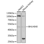 Western blot analysis of various lysates using BHLHE40 Antibody at 1/1000 dilution. Secondary antibody: HRP-conjugated Goat anti-Rabbit IgG (H+L) at 1/10000 dilution. Lysates/proteins: 25 µg per lane. Blocking buffer: 3% nonfat dry milk in TBST. Exposure time: 90s.