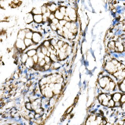 Class E Basic Helix-Loop-Helix Protein 40 (BHLHE40) Antibody