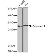 Western blot analysis of various lysates using Caspase-14 Antibody at 1/1000 dilution. Secondary antibody: HRP-conjugated Goat anti-Rabbit IgG (H+L) at 1/10000 dilution. Lysates/proteins: 25 µg per lane. Blocking buffer: 3% nonfat dry milk in TBST. Exposure time: 30s.