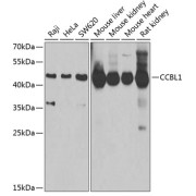 Immunofluorescence analysis of U2OS cells using CCBL1 Antibody. Secondary antibody: Cy3-conjugated Goat anti-Rabbit IgG (H+L) at 1/500 dilution. Blue: DAPI for nuclear staining.