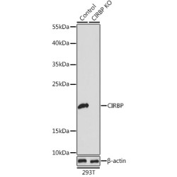 Cold-Inducible RNA-Binding Protein (CIRBP) Antibody