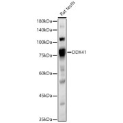 Western blot analysis of lysates from Rat testis, using DDX41 Antibody at 1/900 dilution. Secondary antibody: HRP-conjugated Goat anti-Rabbit IgG (H+L) at 1/10000 dilution. Lysates/proteins: 25 µg per lane. Blocking buffer: 3% nonfat dry milk in TBST. Exposure time: 30s.