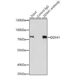 Probable ATP-Dependent RNA Helicase DDX41 (DDX41) Antibody