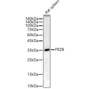 Western blot analysis of lysates from Rat spleen, using FRZB Antibody at 1/6000 dilution. Secondary antibody: HRP-conjugated Goat anti-Rabbit IgG (H+L) at 1/10000 dilution. Lysates/proteins: 25 µg per lane. Blocking buffer: 3% nonfat dry milk in TBST. Exposure time: 90s.