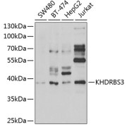 Western blot analysis of various lysates using KHDRBS3 Antibody at 1/1000 dilution. Secondary antibody: HRP-conjugated Goat anti-Rabbit IgG (H+L) at 1/10000 dilution. Lysates/proteins: 25 µg per lane. Blocking buffer: 3% nonfat dry milk in TBST. Exposure time: 90s.