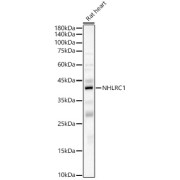 Western blot analysis of lysates from Rat heart, using NHLRC1 Antibody at 1/6000 dilution. Secondary antibody: HRP-conjugated Goat anti-Rabbit IgG (H+L) at 1/10000 dilution. Lysates/proteins: 25 µg per lane. Blocking buffer: 3% nonfat dry milk in TBST. Exposure time: 60s.