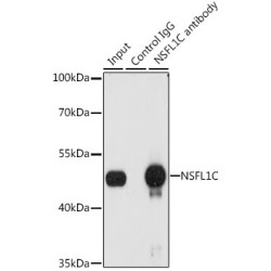 NSFL1 Cofactor (NSFL1C) Antibody