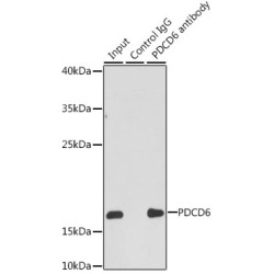 Programmed Cell Death Protein 6 (PDCD6) Antibody