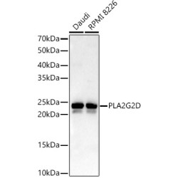 Phospholipase A2, Group II D (PLA2G2D) Antibody