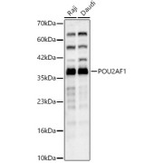 Western blot analysis of various lysates, using POU2AF1 Antibody at 1/1000 dilution. Secondary antibody: HRP-conjugated Goat anti-Rabbit IgG (H+L) at 1/10000 dilution. Lysates/proteins: 25 µg per lane. Blocking buffer: 3% nonfat dry milk in TBST. Exposure time: 30s.