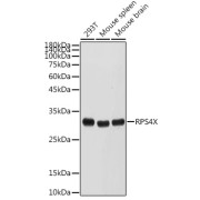 Western blot analysis of various lysates using RPS4X Antibody at 1/500 dilution. Secondary antibody: HRP-conjugated Goat anti-Rabbit IgG (H+L) at 1/10000 dilution. Lysates/proteins: 25 µg per lane. Blocking buffer: 3% nonfat dry milk in TBST. Exposure time: 30s.