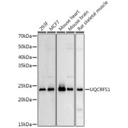 Western blot analysis of various lysates using UQCRFS1 Antibody at 1/500 dilution. Secondary antibody: HRP-conjugated Goat anti-Rabbit IgG (H+L) at 1/10000 dilution. Lysates/proteins: 25 µg per lane. Blocking buffer: 3% nonfat dry milk in TBST. Exposure time: 3s.