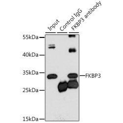 FK506 Binding Protein 3 (FKBP3) Antibody