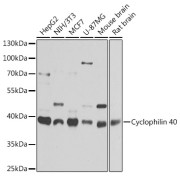 Western blot analysis of various lysates using Cyclophilin 40 Antibody at 1/1000 dilution. Secondary antibody: HRP-conjugated Goat anti-Rabbit IgG (H+L) at 1/10000 dilution. Lysates/proteins: 25 µg per lane. Blocking buffer: 3% nonfat dry milk in TBST. Exposure time: 1s.