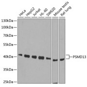 Western blot analysis of various lysates using PSMD13 Antibody at 1/1000 dilution. Secondary antibody: HRP-conjugated Goat anti-Rabbit IgG (H+L) at 1/10000 dilution. Lysates/proteins: 25 µg per lane. Blocking buffer: 3% nonfat dry milk in TBST. Exposure time: 90s.