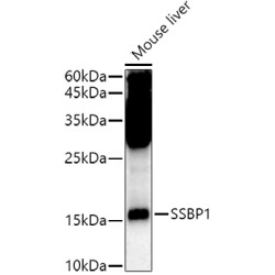 Single Stranded DNA Binding Protein 1 (SSBP1) Antibody